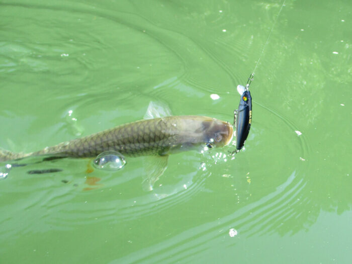 Damiki ERA-55 5.5CM, 4.1Gr (Sinking), 601 (Red Sunfish) - imagine 16