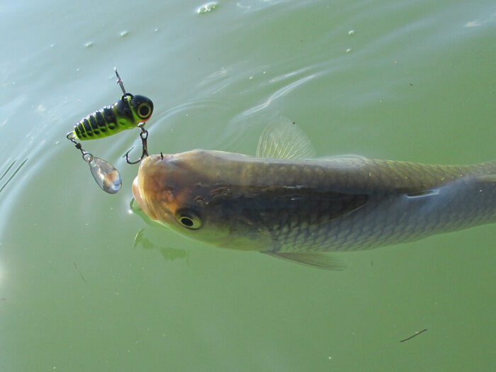 Spinmad spinnertail CRAZY BUG 4gr - imagine 14